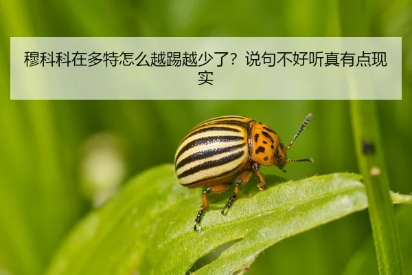 mu-ke-ke-zai-duo-te-zen-me-yue-ti-yue-shao-le-shuo-ju-bu-hao-ting-zhen-you-dian-xian-shi-2-841.jpg